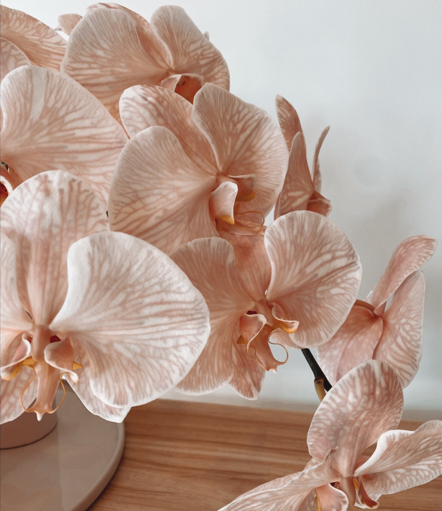 Fresh Orchid Stem