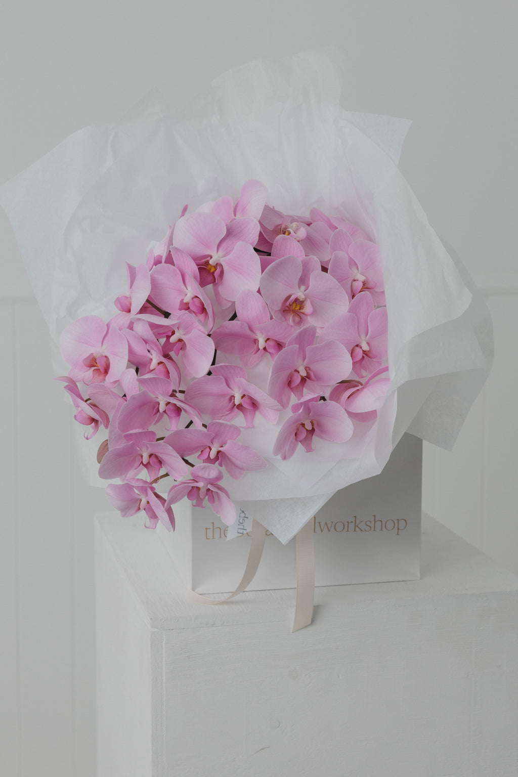 Fresh Orchid Stem