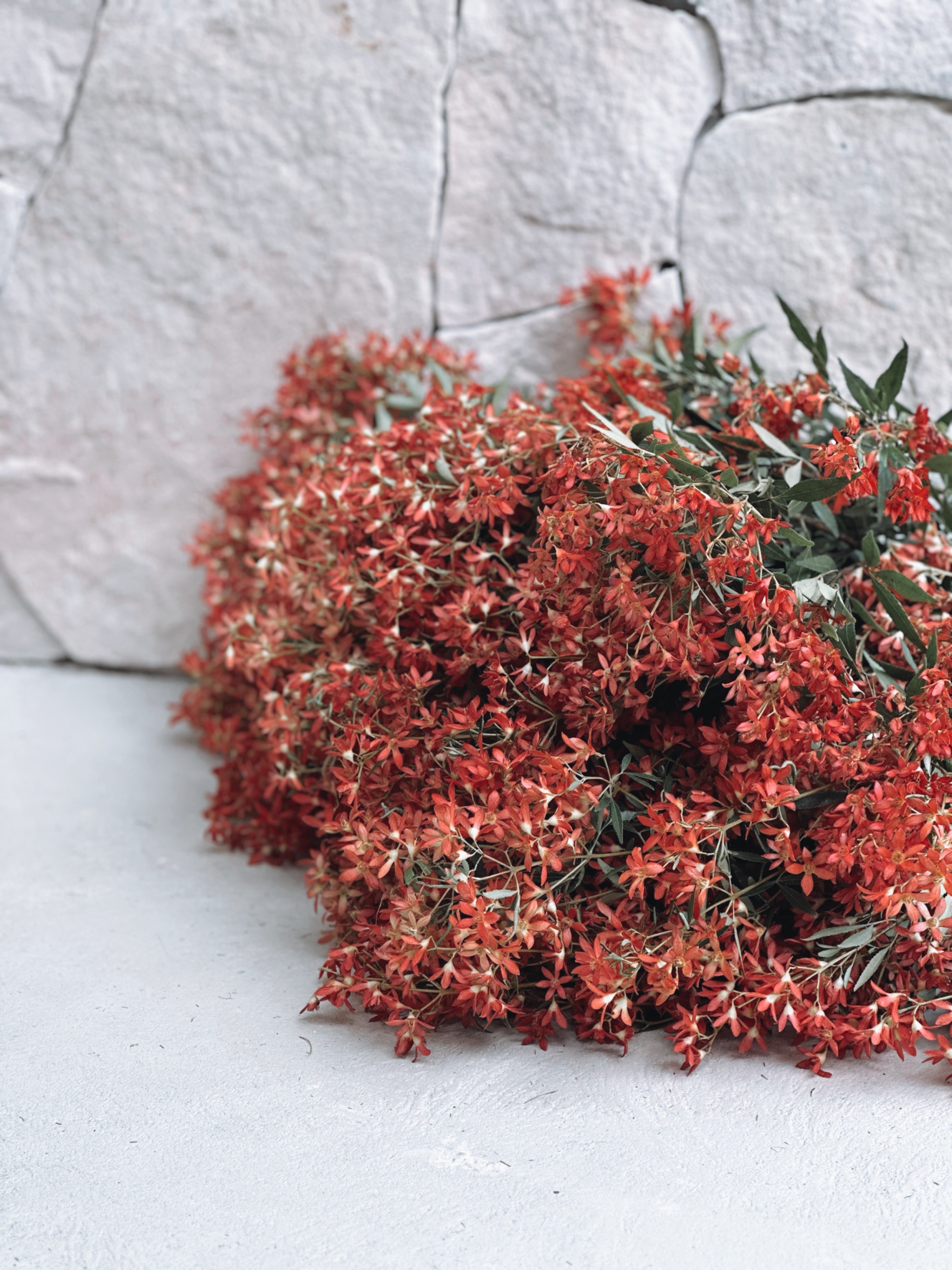 Fresh Christmas Bush