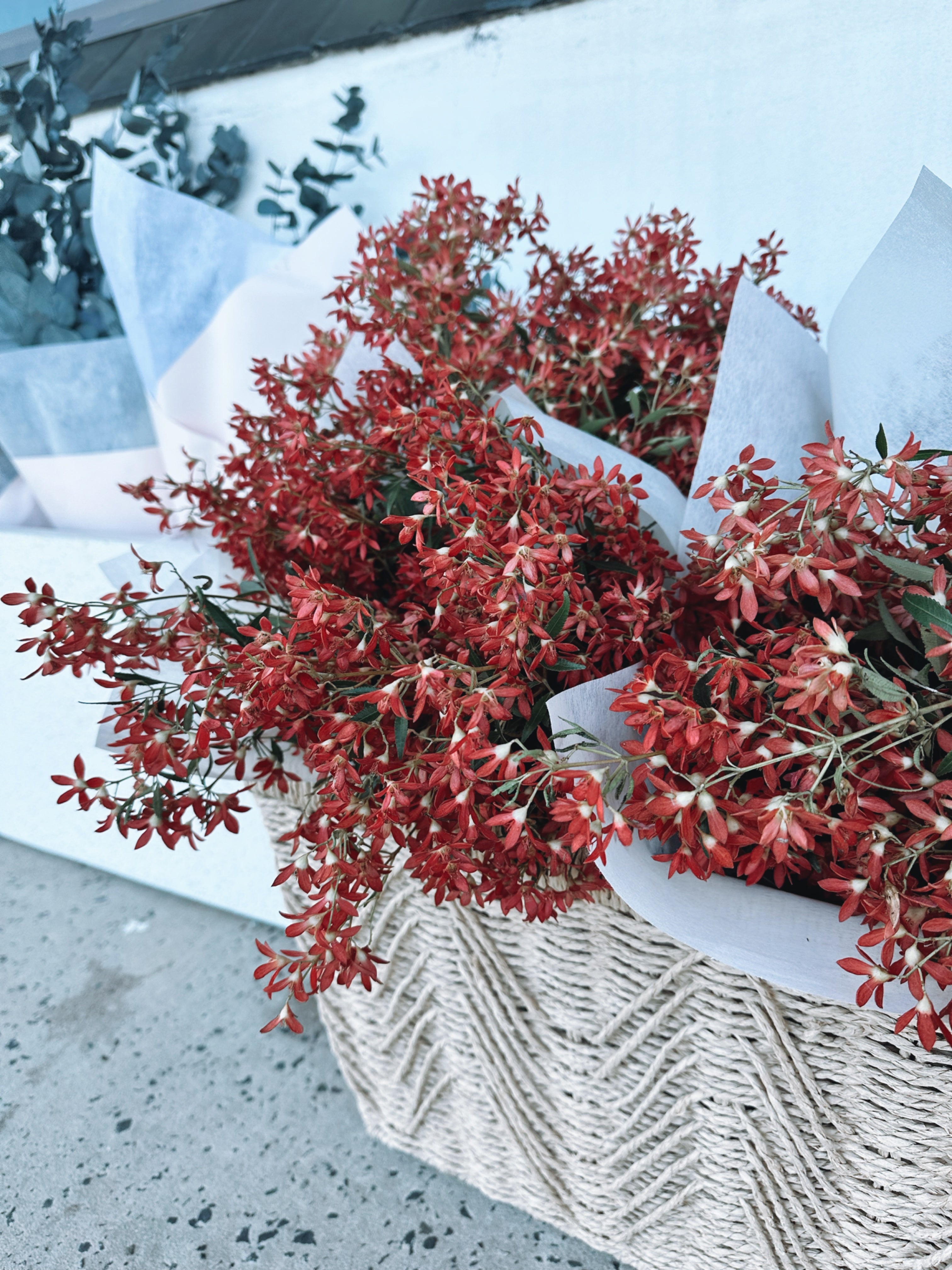 Fresh Christmas Bush