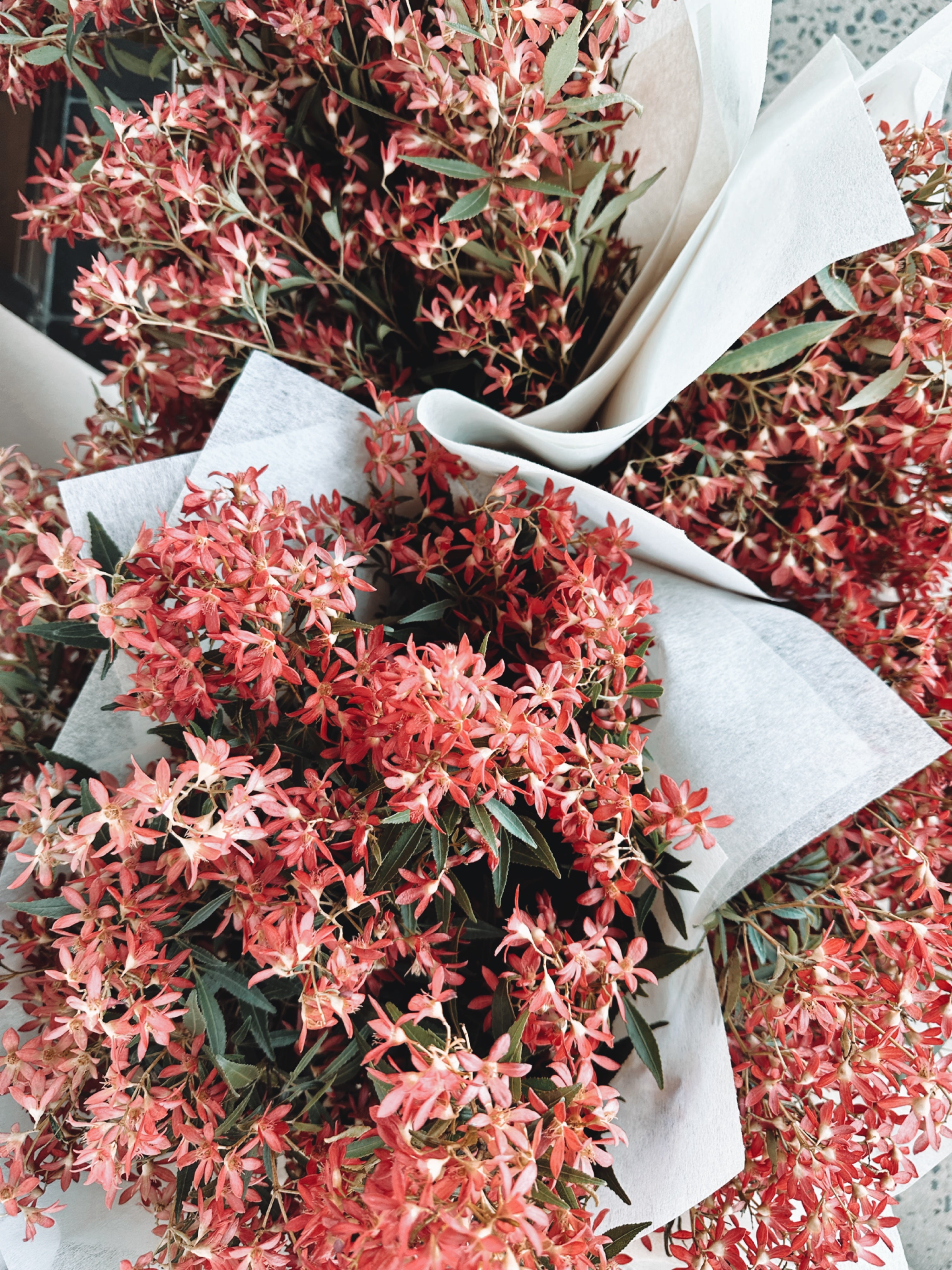 Fresh Christmas Bush