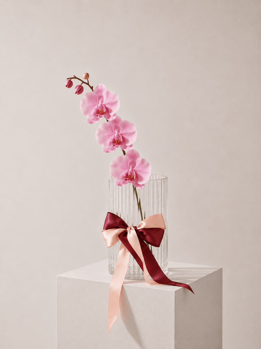 Fresh Orchid Stem