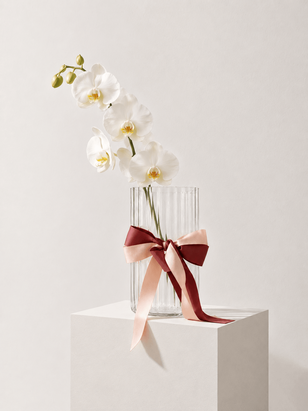 Fresh Orchid Stem