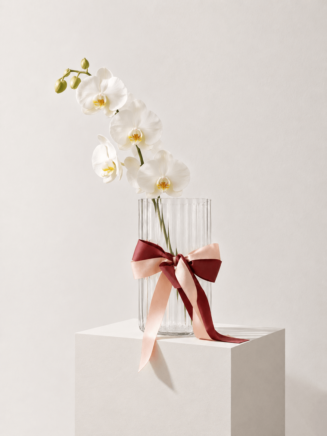 Fresh Orchid Stem