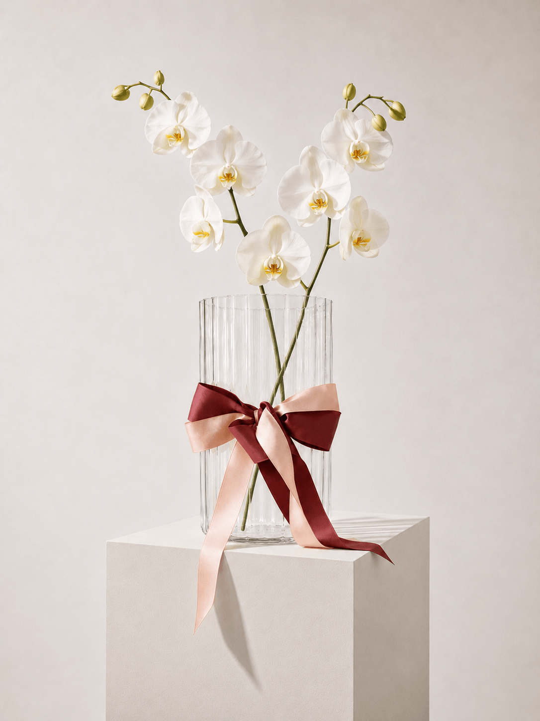 Fresh Orchid Stem