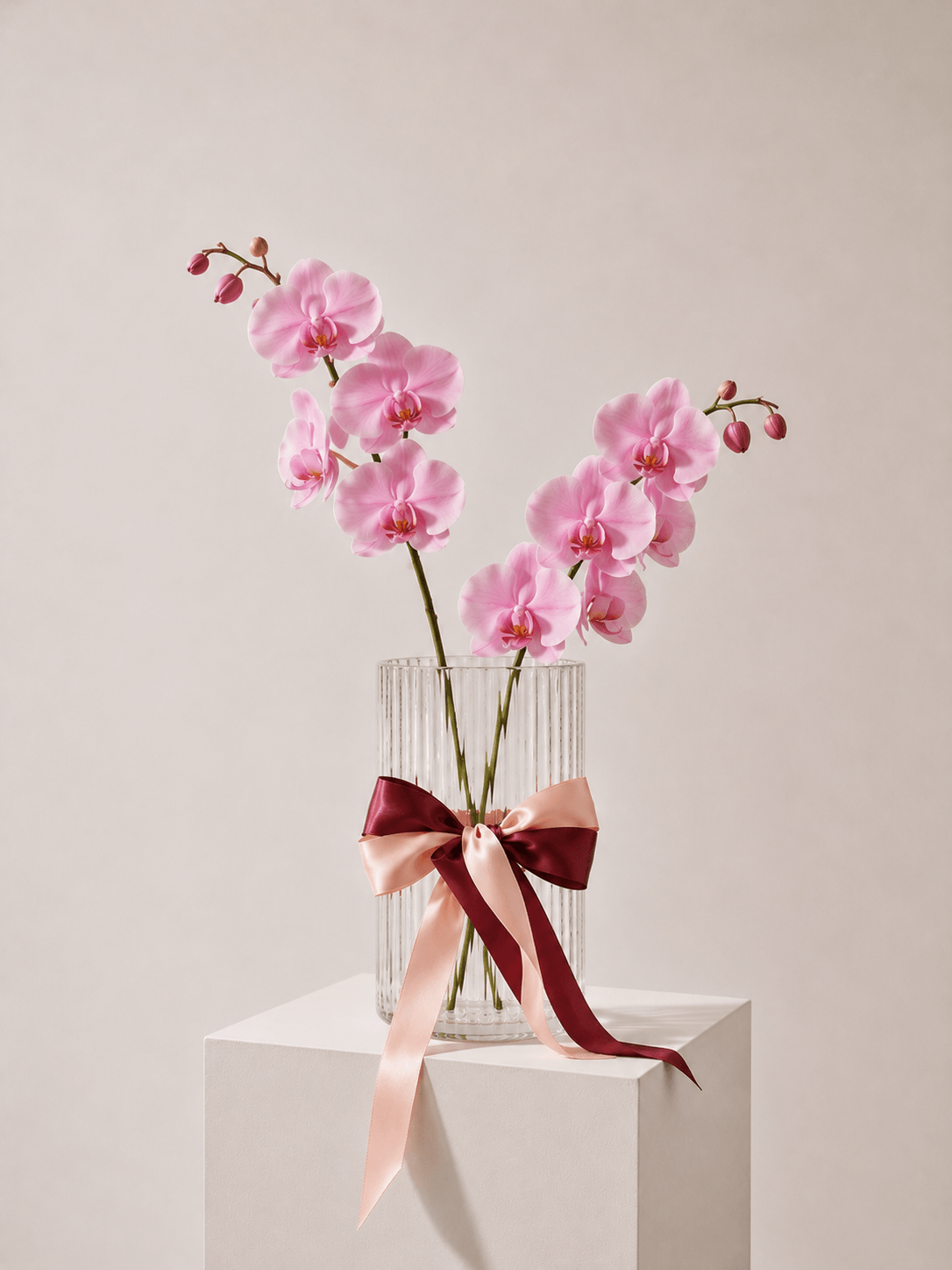 Fresh Orchid Stem